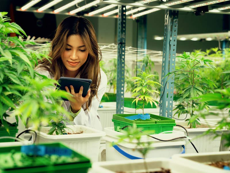 Grow Lighting For Indoor Cannabis Plants